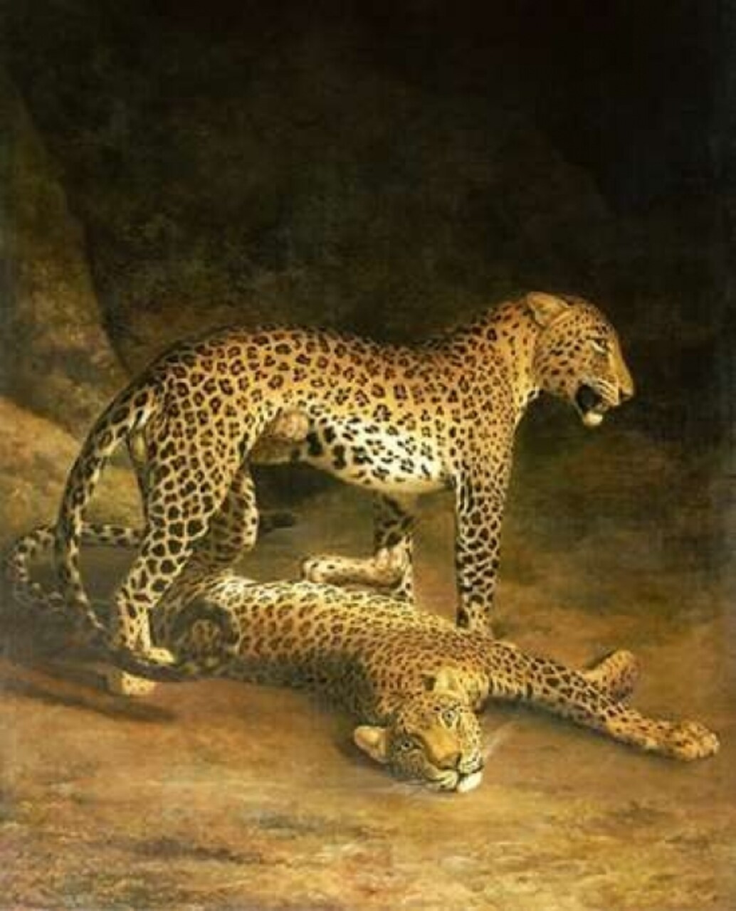 Two Leopards Lying In The Exeter Exchange Poster Print by Jacques-Laurent Agasse - Item # VARPDX265834